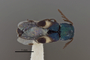 3741549 Hesperorhipis mirabilis mirabilis, holotype, habitus, dorsal view