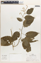 Chamissoa altissima (Jacq.) Kunth, Peru, R. B. Foster 8342, F