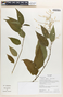 Chamissoa altissima (Jacq.) Kunth, Ecuador, K. Romoleroux 1887, F