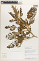 Amaranthus spinosus L., Peru, R. B. Foster 9762, F