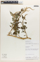 Amaranthus spinosus L., Peru, A. H. Gentry 43624, F