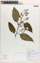 Chamissoa altissima (Jacq.) Kunth, Ecuador, G. Villa 1391, F