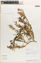 Amaranthus spinosus L., Peru, R. B. Foster 9843, F