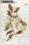 Pedersenia argentata (Mart.) Holub, Peru, R. B. Foster 13261, F