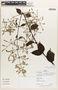 Hebanthe grandiflora (Hook.) Borsch & Pedersen, Peru, R. B. Foster 12922, F