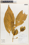 Iresine diffusa Humb. & Bonpl. ex Willd., Peru, R. B. Foster 11712, F