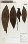 Atractocarpus decorus (Valeton) Puttock, Papua New Guinea, R. Ctvrtecka 4521, F