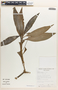 Tradescantia zanonia (L.) Sw., Bolivia, S. G. Beck 16595, F