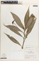 Tradescantia zanonia (L.) Sw., Peru, R. B. Foster 6227, F