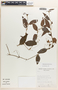 Tradescantia zebrina Heynh. ex Bosse, Bolivia, S. G. Beck 16587, F