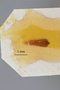 3741555 Pterobothris corrosus tehuelche, holotype, dissected genitalia