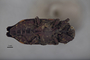 3741555 Pterobothris corrosus tehuelche, holotype, habitus, ventral view