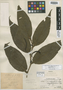 Piper ulceratum var. angustifolium Trel., Peru, Ll. Williams 6982, Holotype, F
