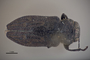 3741560 Chrysobothris culbersoniana, holotype, habitus, dorsal view