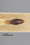 3741560 Chrysobothris culbersoniana, holotype, dissected genitalia