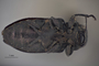 3741560 Chrysobothris culbersoniana, holotype, habitus, ventral view
