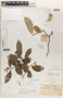 Aspidosperma elliptica Rusby, Colombia, Herb. H. Smith 836 p.p., Syntype, F