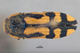 3741570 Dactylozodes bifasciatus, holotype, habitus, dorsal view