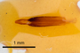 3741570 Dactylozodes bifasciatus, holotype, dissected genitalia