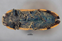 3741570 Dactylozodes bifasciatus, holotype, habitus, ventral view