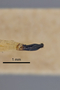 3741571 Agrilus apachei, holotype, dissected genitalia