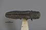 3741575 Agrilus catalinae, holotype, habitus, dorsal view