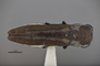 3741578 Agrilus chisosanus, holotype, habitus, dorsal view