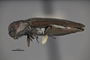 3741578 Agrilus chisosanus, holotype, habitus, lateral view