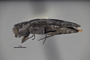 3741589 Agrilus geronimoi, holotype, habitus, lateral view