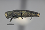 3741590 Agrilus gillespiensis, holotype, habitus, lateral view