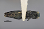 3741590 Agrilus gillespiensis, holotype, habitus, ventral view