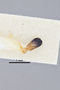 3741592 Agrilus heterothecae, holotype, dissected genitalia