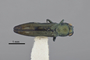 3741593 Agrilus howdeni, holotype, habitus, dorsal view