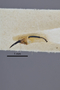 3741593 Agrilus howdeni, holotype, dissected genitalia