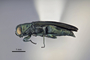 3741593 Agrilus howdeni, holotype, habitus, lateral view