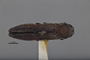 3741599 Agrilus neabditus, holotype, habitus, dorsal view
