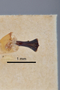 3741599 Agrilus neabditus, holotype, dissected genitalia