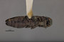 3741599 Agrilus neabditus, holotype, habitus, ventral view