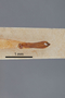 3741605 Agrilus palmerleei, holotype, dissected genitalia