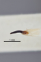 3741607 Agrilus paracelti, holotype, dissected genitalia