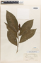 Piper aripoense Trel., Trinidad And Tobago, N. L. Britton 2353, Isotype, F