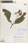 Palicourea ottonculi C. M. Taylor, Ecuador, H. Balslev 10282, Isotype, F