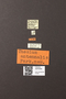 3976382 Thesium antennale T M labels