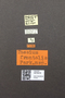 3976418 Thesium frontale T M labels