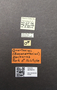 3976472 Oxarthrius escharus HT M labels