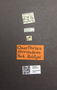 3976474 Oxarthrius sternadens HT M labels