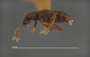 4087678 Rhexidius bimaculatus T M hab lat