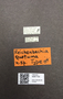 4087700 Reichenbachia quotuma T M labels