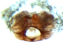 Porrhomma terrestre female epigynum