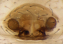 Tusukuru hartlandianus female epigynum